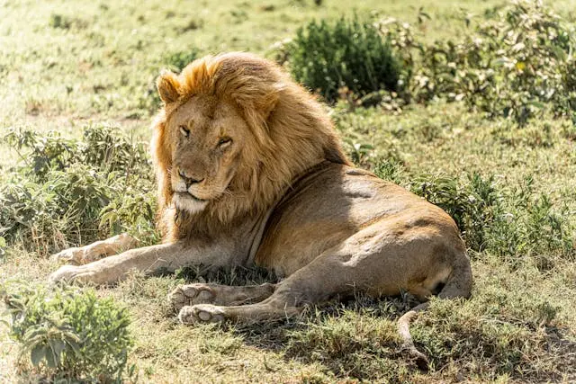 The South African Coastal Safari Escape 3